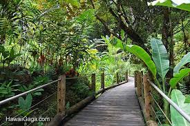 hawaiian tropical botanical garden big