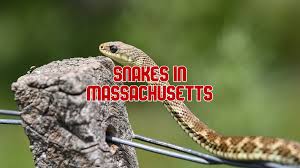 14 snakes in machusetts 2 species