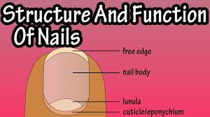 nails function of nails anatomy