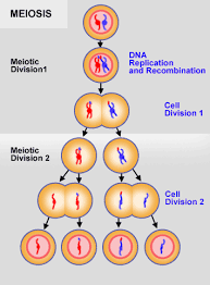 phases of meiosis flashcards quizlet