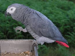 Grey Parrot Wikipedia