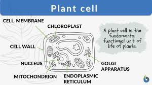 plant cell definition and exles