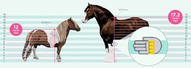Measure A Horses Height Weight Allpony