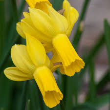 rapture daffodil bulbs always
