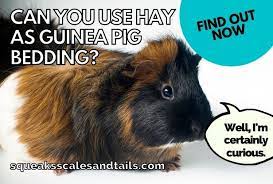 Can You Use Hay As Guinea Pig Bedding