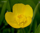 Ranunculus repens