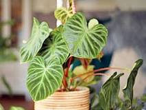 Why are Philodendrons so expensive?