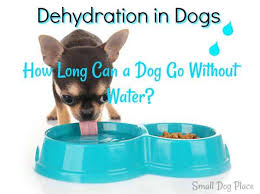During this, you need to monitor how much water he has consumed in a particular. Dehydration In Dogs How Long Can A Dog Go Without Water
