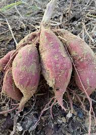 growing sweet potatoes at home