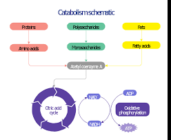 Catabolism Schematic Biochemical Diagram Glucose