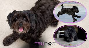 Ultimate Guide To Caring For My Schnoodle Trudog