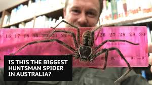 Huntsman spiders are known for their large size; Is This The Biggest Huntsman Spider In Australia Youtube
