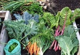 20 Winter Vegetables To Plant In Your