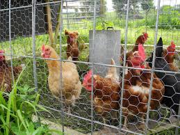 Like any chicken, starting meat birds off correctly requires good brooding space that is protected from the elements ? Raising Chickens For Eggs Umn Extension
