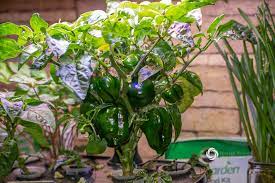 growing peppers in an aerogarden