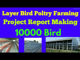 Modern automated designs for layer house / awesome texas house plans | minecraft modern house. 10000 Bird Layer Bird Poultry Project Report How To Prepare Layer Bird Poultry Project Report Youtube