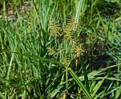 Rumput sarang buaya (ottochloa nodosa). Biasa Dianggap Hama Jahat Ini 7 Manfaat Rumput Teki