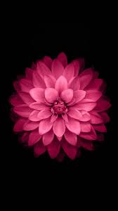 Pink Lotus Flower Android Wallpaper ...