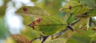 diagnosing apple tree leaf spots ndsu