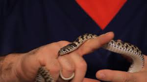 Most garter snakes won't bite, instead because garter snakes are not large in size, they don't require large habitats. How To Take Care Of A Garter Snake Pet Snakes Youtube
