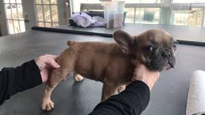Last puppy from a litter of 6 1 lilac fawn female french bulldog kc registered 1st vaccination lilac and tan french bulldog puppies for sale first and only litter. Lilac French Bulldog Puppy For Sale Youtube