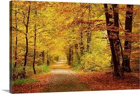 Pathway In Autumn Forest Wall Art