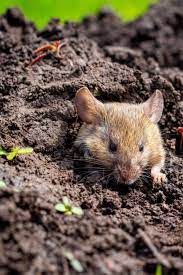 How To Keep Mice Out Of The Garden 3