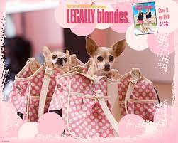 Fonds d'ecran Blondes pour la vie Chihuahua Cinéma télécharger photo