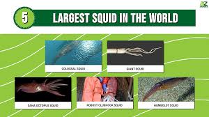 the world s 5 largest squid a z s