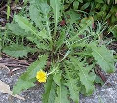 dandelion herb nutrition facts and
