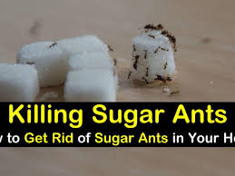 11 creative ways to get rid of sugar ants