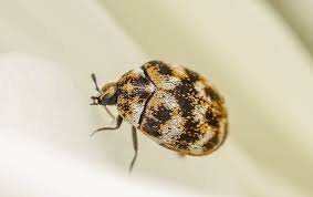 carpet beetle identification