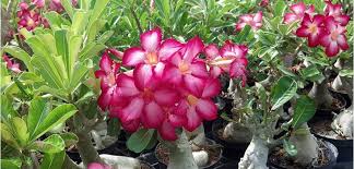 What color is Desert rose?