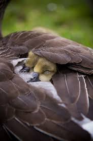 Image result for pictures of animals under mother's wings