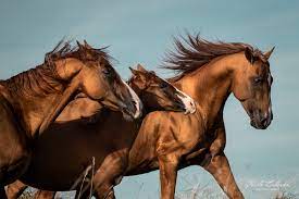 Forgotten Horses, photography of rare ...