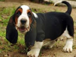 They originated in france during the 16th century and growing bassets can suffer from a painful inflammation of the long bones in the legs called eosinophilic panosteitis, or pano itchy skin (scratching, chewing, or licking); Basset Hound Characteristics And Character Dogs Breeds