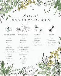 crafting a natural bug repellent with