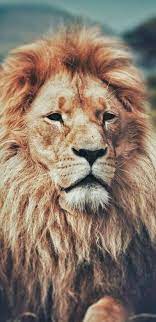 lion king land black animated face