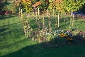 Helping home owners design and build their home and backyard vineyard in new england, providing expertise, vineyard supplies, and installation. Pin By Meara Breuker On Garden Backyard Vineyard Backyard Farming Vineyard