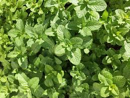 Spearmint is a derived term of mint. Many Uses Of Mint Leaves The Old Farmer S Almanac