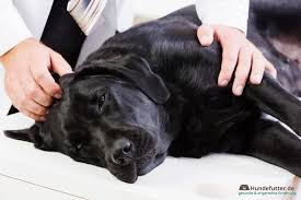 Wenn ein hund blut im stuhl hat, so ist dies ein symptom, welches nicht auf die leichte schulter genommen werden darf. Kolitis Dickdarmentzundung Beim Hund