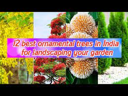 12 Best Ornamental Trees In India For