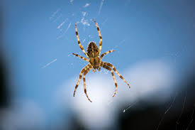 8 Natural Ways To Keep Spiders Away