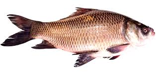 catla fish characteristics uses