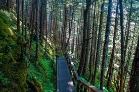 12 most beautiful forests on earth to