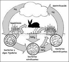 ciclo del nitrogeno by pepecharls on emaze