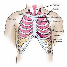 Thoracic cavity, also called chest cavity, the second largest hollow space of the body. Anatomy Atlases Anatomy Of First Aid A Case Study Approach Sucking Chest Wound