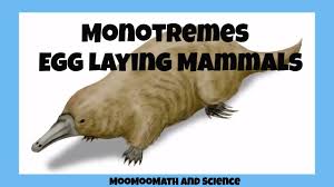 Monotremes Egg Laying Mammals