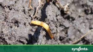 wireworms in your wheat