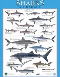 Shark Order Life Of Bull Shark Life Of Sea Shark Fishes